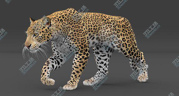 images/goods_img/20210312/3D Leopard (Animated-Rigged-Fur) model/5.jpg
